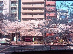 2019年行事／お花見のイメージ